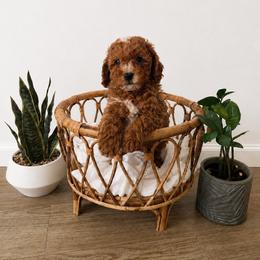 Bullseye - Red  male Goldendoodle puppy in Salt Lake City, Utah from Sweet T Doodles