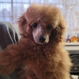 Tucker - Apricot male Poodle puppy in Vinemont, Alabama from RottenDog's Poodles