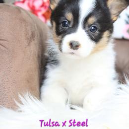 Pink.female - Black and tan female Pembroke Welsh Corgi puppy in Wayne City, Illinois from Lash Livestock & Corgis