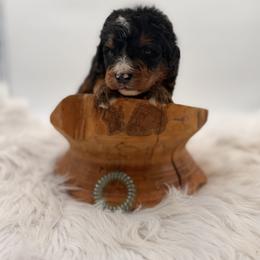 Lumi - Tri-color male Bernedoodle puppy in Ocala, Florida from Bernedoodles of Florida