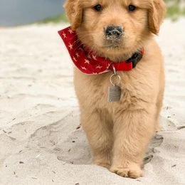 Golden Retriever Puppies from OPK GOLDENS