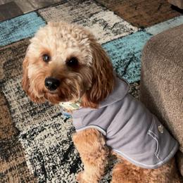 Ryder - Goldendoodle