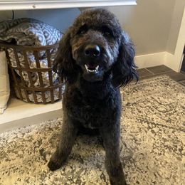 Bailey - Goldendoodle