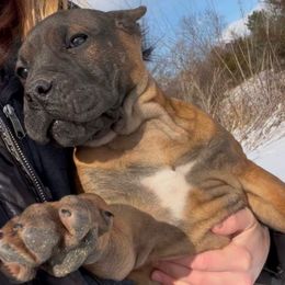 Gold - Fawn Perro de Presa Canario puppy in Holland, Ohio from Lykaios Kennels