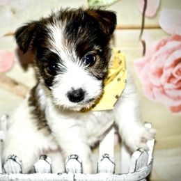 Beagle, Jack Russell Terrier, and Russell Terrier Puppies from Mountain Top