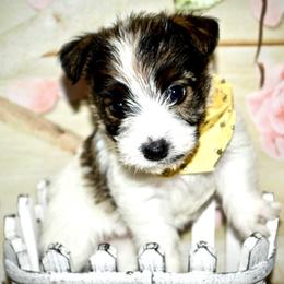Beagle, Jack Russell Terrier, and Russell Terrier Puppies from Mountain Top