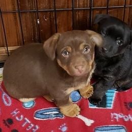 American Hunt Terrier and Russell Terrier Puppies from Bare Bottom Farms