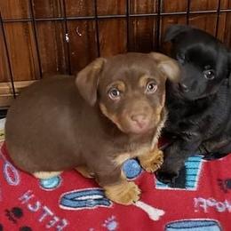 American Hunt Terrier and Russell Terrier Puppies from Bare Bottom Farms