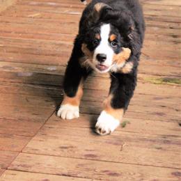 Bernese Mountain Dog Puppies from Baby Bear Bernese Kennel