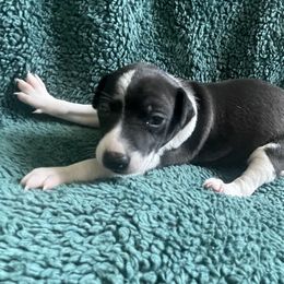 Italian Greyhound Puppies from Bahia Verde’s Kennels