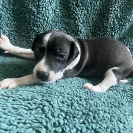 Italian Greyhound Puppies from Bahia Verde’s Kennels