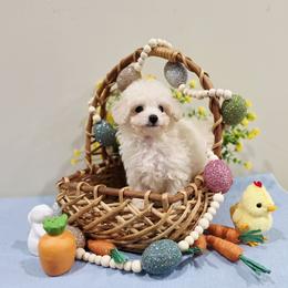 Versace (AKC) - Cream male Poodle puppy in Rainbow City, Alabama from Spinks Poodles