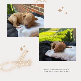 Boy 6 - Goldendoodle puppy in Nashville, Tennessee from Exclusive Doodles & Poodles