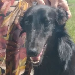 Borzoi and Silken Windhound All Grown Up from Avalon