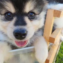 Pomsky Puppies from Nebula Ranch Pomskies