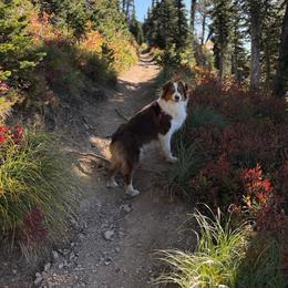 Star - Red tri-color female Australian Shepherd puppy in Montana from Saddle Peak Aussies
