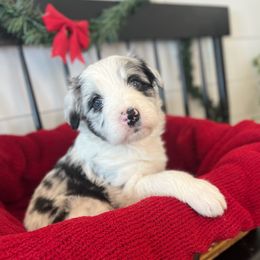 Glacier - White and blue merle female Bordoodle puppy in Valley Center, California from Circle R Valley Bordoodls