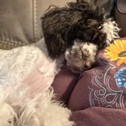 Green collar - Parti male Poodle puppy in Lufkin, Texas from Texas Kissed K9s