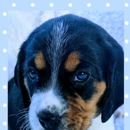 Beagle Puppies from Jennifer Knapp's Beagles