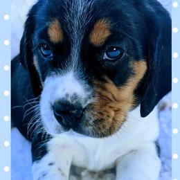 Beagle Puppies from Jennifer Knapp's Beagles