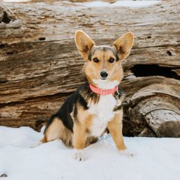 Cider - Pembroke Welsh Corgi