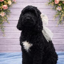 Stewart - Black and white male Springerdoodle puppy in Lisbon, Ohio from Willow Lane Doodles