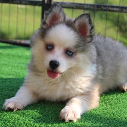 Rain - Silver and white female Pomsky puppy in Centerville, Iowa from LJ Kennels Pomskies, LLC