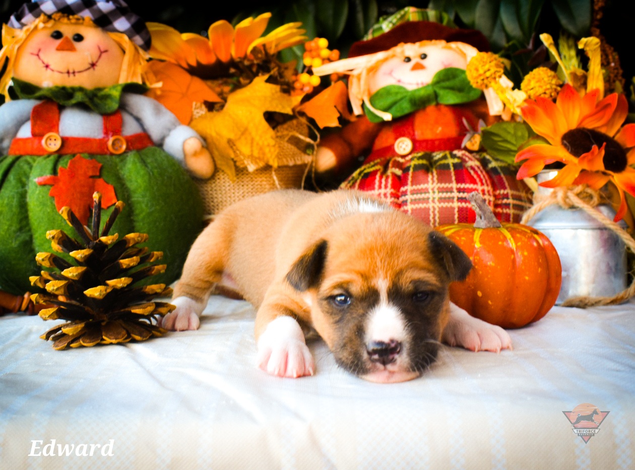 Edward - Red and white male Basenji puppy in San Diego, California from Triforce Basenjis