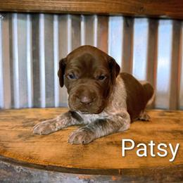 Patsy - Liver roan female German Shorthaired Pointer puppy in Seminary, Mississippi from LeAnne McDaniel