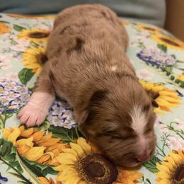 Dolly - Red merle female Australian Shepherd puppy in Roff, Oklahoma from Circle J Aussies