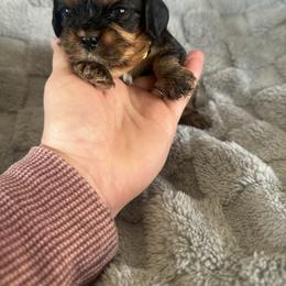 Moana- yellow collar - Black and tan female Cavalier King Charles Spaniel puppy in Wilton, California from Becky's Cavalier King Charles Spaniels