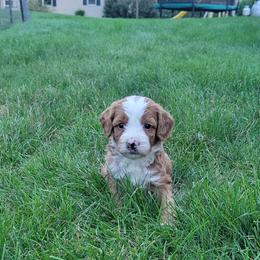 Rocco - Red male Bernedoodle puppy in East Earl, Pennsylvania from Mountainside Puppies