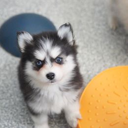 Payday - Black and white female Pomsky puppy in Mesa, Arizona from Platinum Pomskies