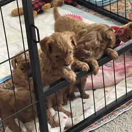 Cavapoo Puppies from Shawn's Cavapoos