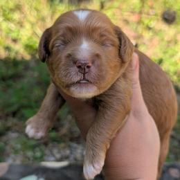 Cory - Apricot male Cavapoo puppy in Coshocton, Ohio from Forever Family Puppies