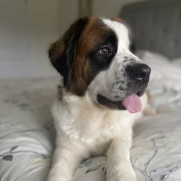 Fiona - Saint Bernard