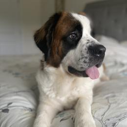 Fiona - Saint Bernard