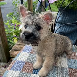 Tricky Woo - Cairn Terrier