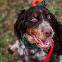 Cabela - English Springer Spaniel