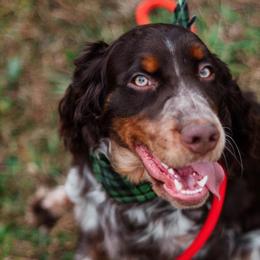 Cabela - English Springer Spaniel