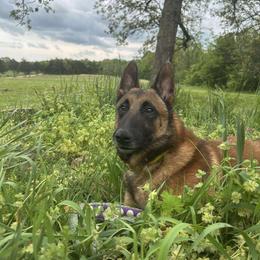 Belgian Malinois All Grown Up from Chaland