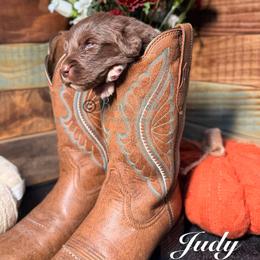 Judy - White and brown female Newfoundland puppy in Tully, New York from Bear Paw Newfoundlands