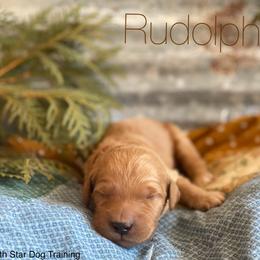 Goldendoodle Puppies from North Star Dog Training