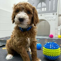 Yogi-Navy blue collar male - Red  male Goldendoodle puppy in Yuciapa, California from AlltheDoodlez_