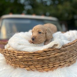Eva - Cream female Dachshund puppy in Colbert, Georgia from Southern Drawl Dachshunds