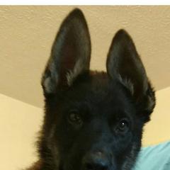German Shepherds from Firelight German Shepherds