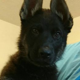 German Shepherds from Firelight German Shepherds
