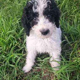 Berlin-black phantom parti - Phantom male Poodle puppy in Cypress Inn, Tennessee from Nine Pines Poodles