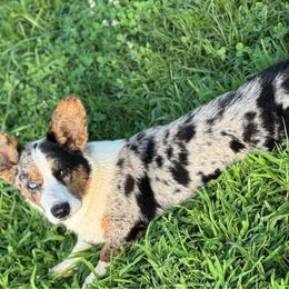 Bodie - Cardigan Welsh Corgi