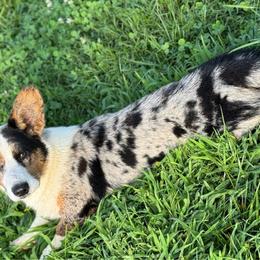 Bodie - Cardigan Welsh Corgi